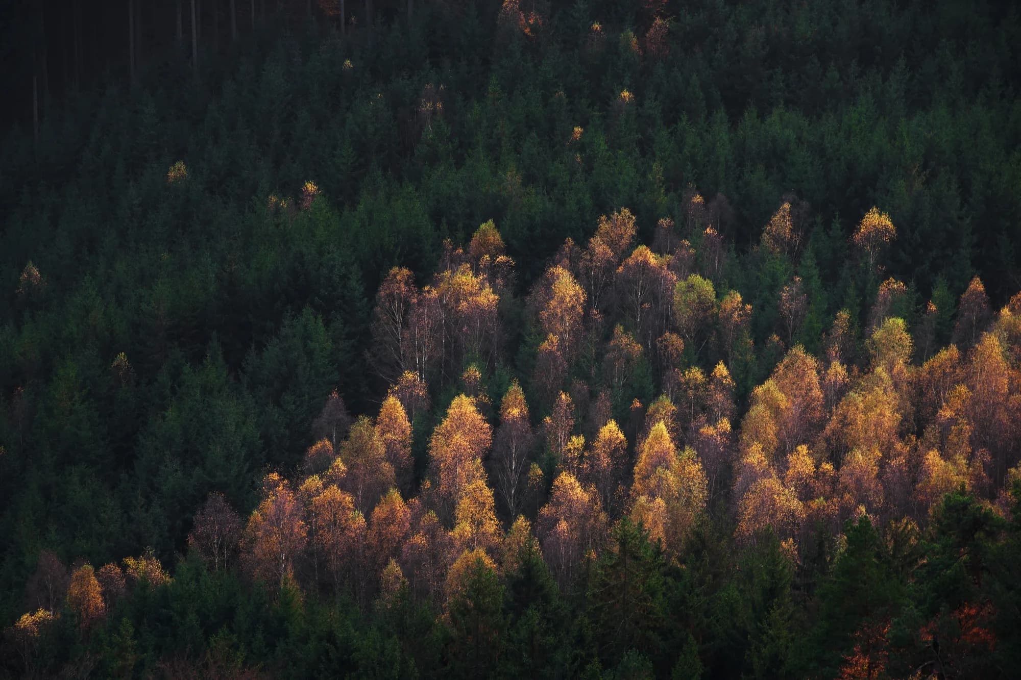 Herbstlicher Mischwald aus der Vogelperspektive, wie er die Anlage umgibt